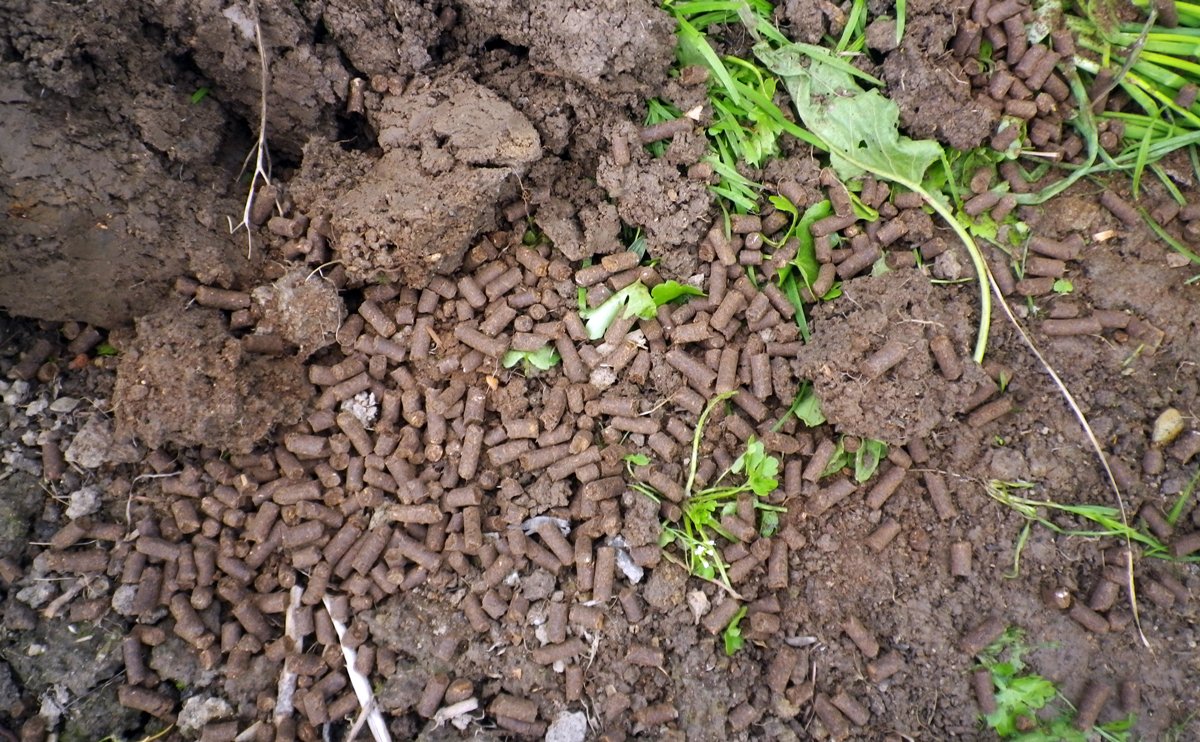 Jak často hnojit granulovaným kravským hnojem?
