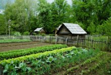 Střídání plodin na záhonech: zeleninová zahrada s dřevěnou chatkou