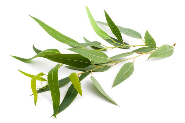ZAHRADNÍ PORADNA: JAK PĚSTOVAT EUCALYPTUS