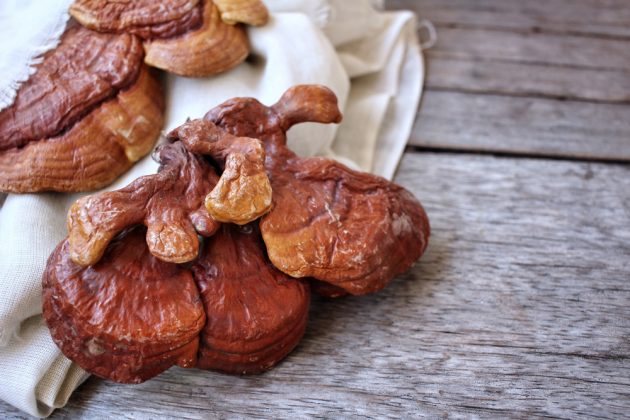 Reishi – houba nabitá zdravím