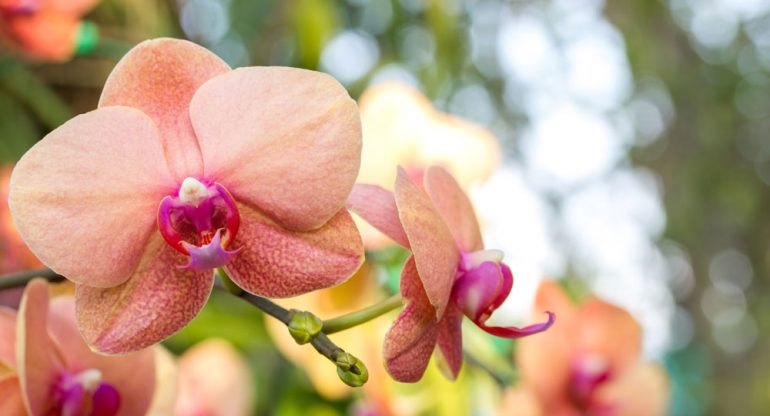 JAK SE STARAT O ORCHIDEJE
