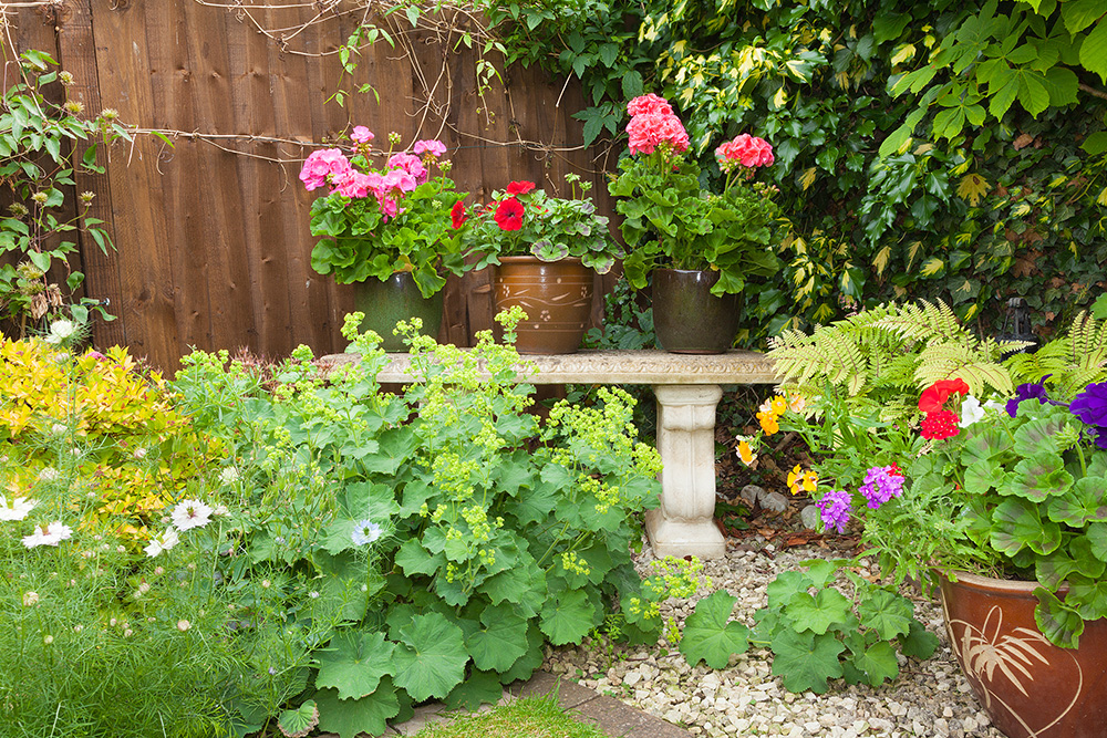 alchemilla