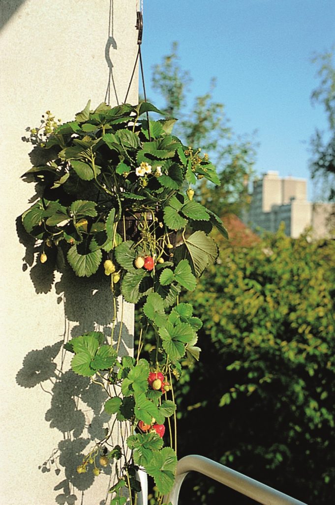 Balkónové zahradničení přináší své ovoce