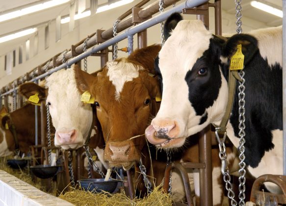 Navštivte tradiční mezinárodní agrosalon Země živitelka