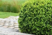 buxus