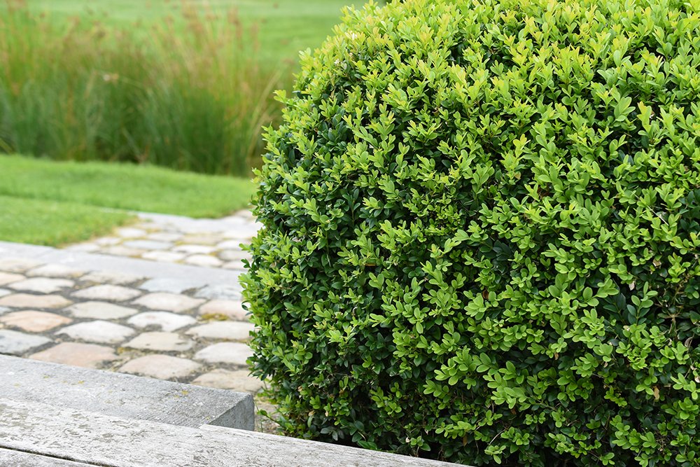 buxus