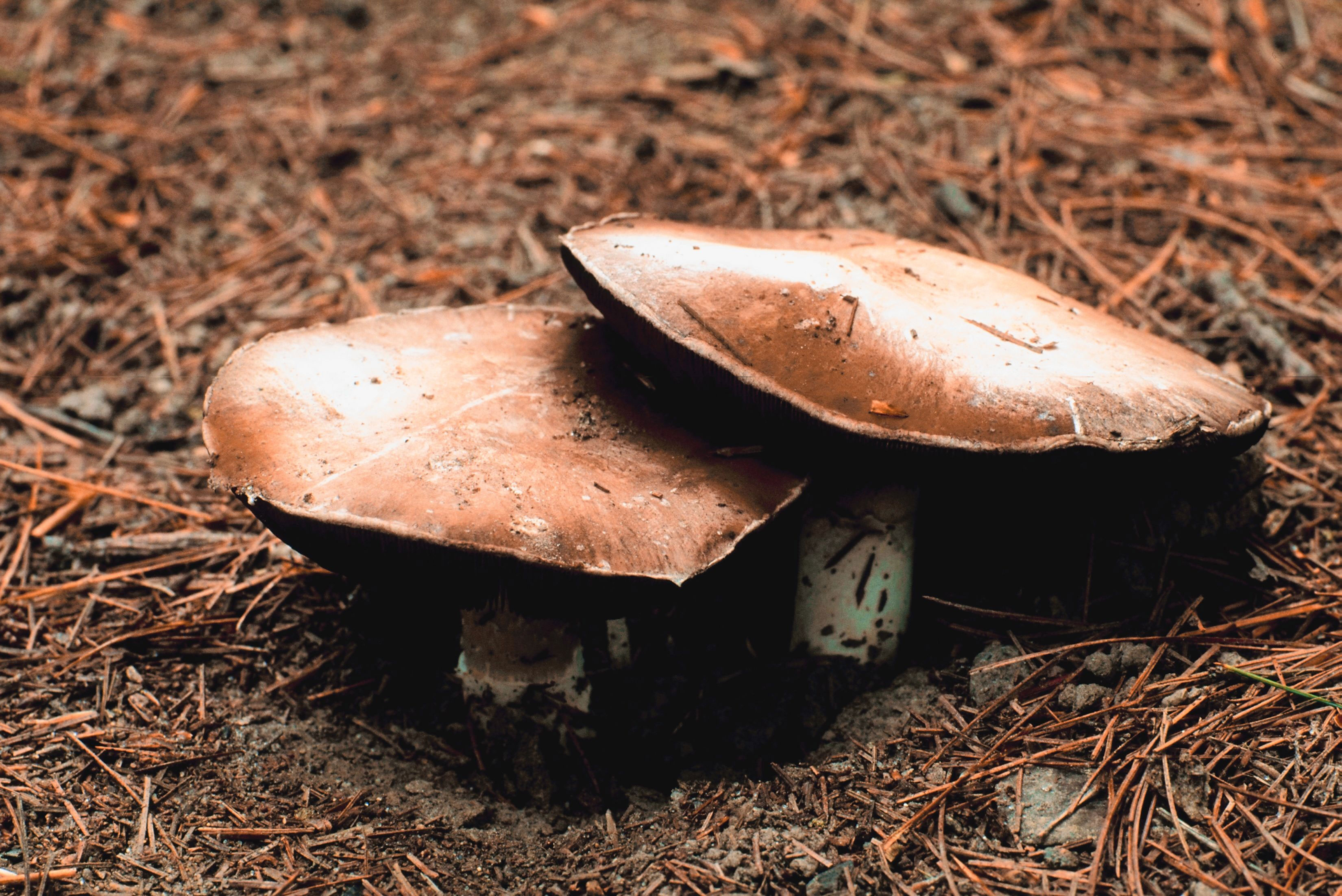 Límcovka vrásčitoprstenná (Stropharia rugosoannulata) se vyznačuje jednoduchým pěstováním, a to nejen v zahradě, ale i na balkoně či terase.