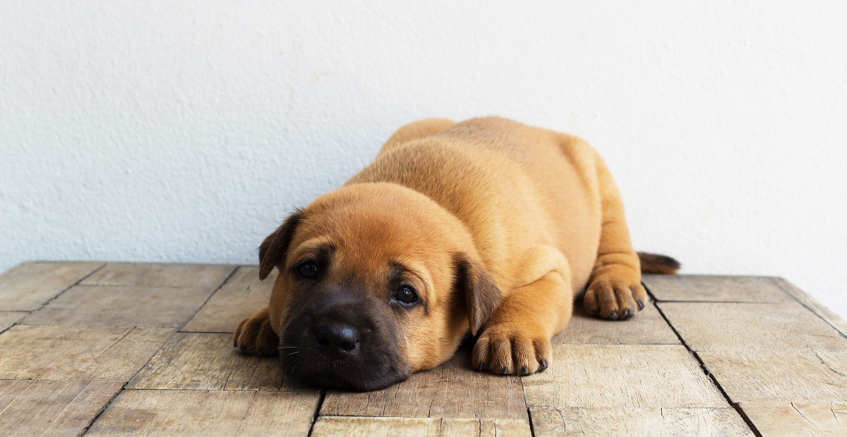 shutterstock_415041382