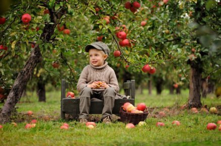 chlapec sedící v jabloňovém sadu