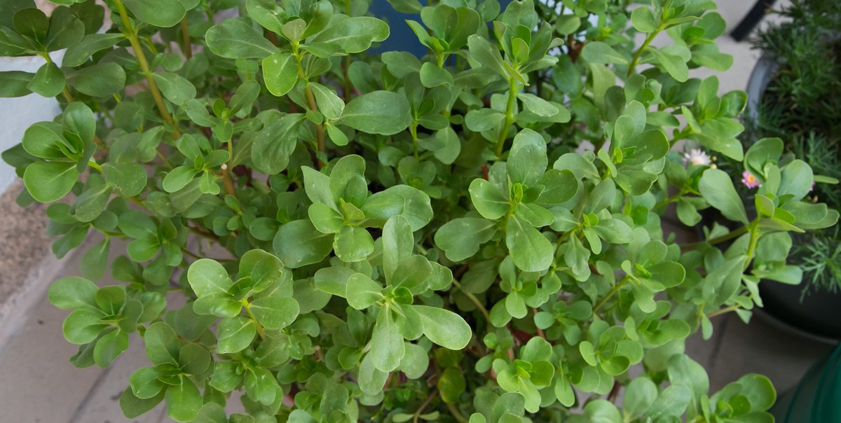 srucha-zelna-na-balkone