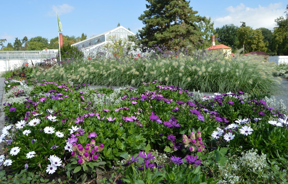 Flora Olomouc