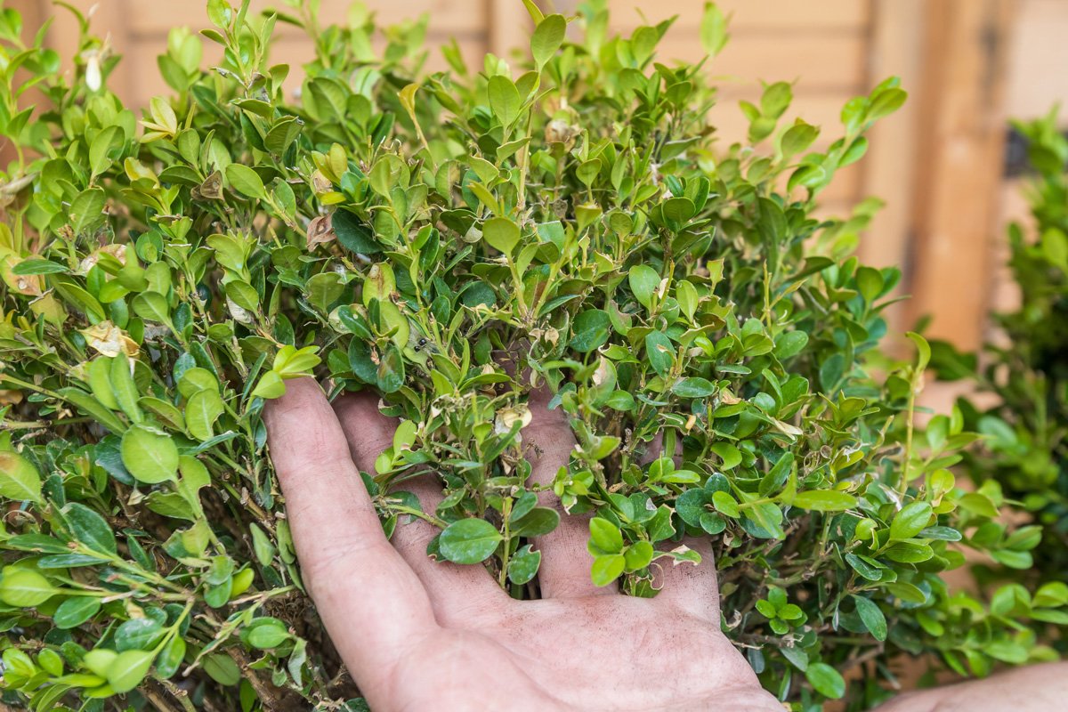 Co napadá buxus?