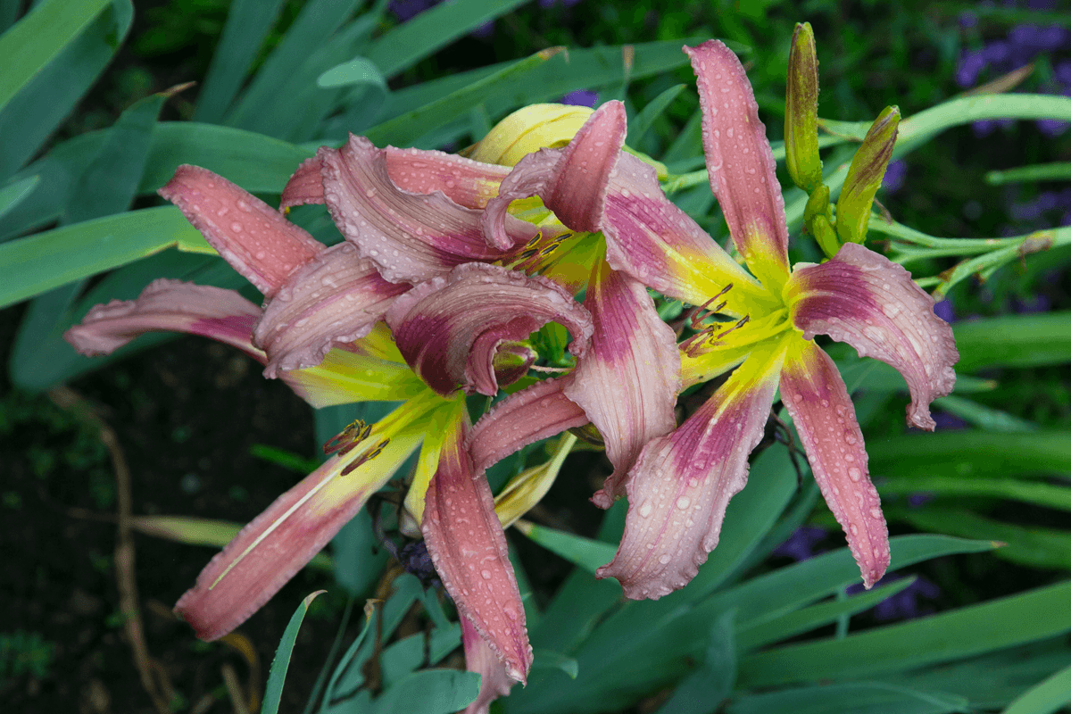 Hemerocallis-'Cheyenne-Eyes'
