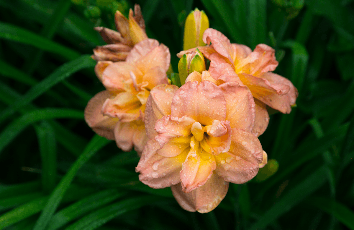 Hemerocallis 'Frances Joiner' | Recepty prima nápadů