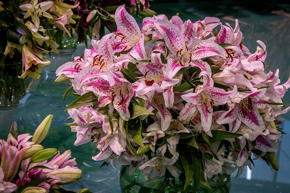 Flora Olomouc