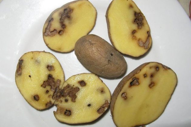 Poškozené brambory: Když larvy kovaříků útočí