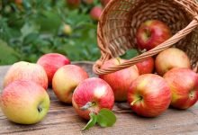 zpracování jablek