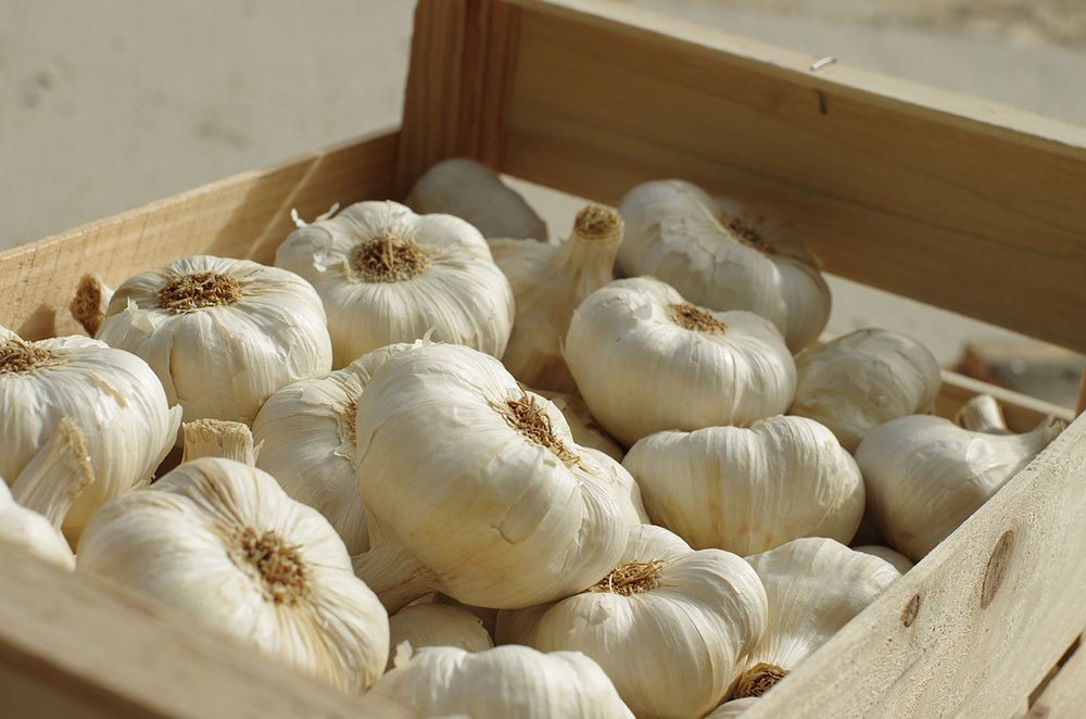 garlic-3164849_1280