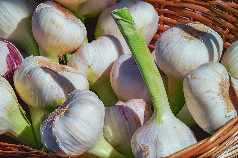 garlic-3471701_1280