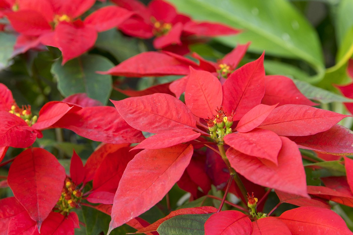 poinsettia_vian-ruza
