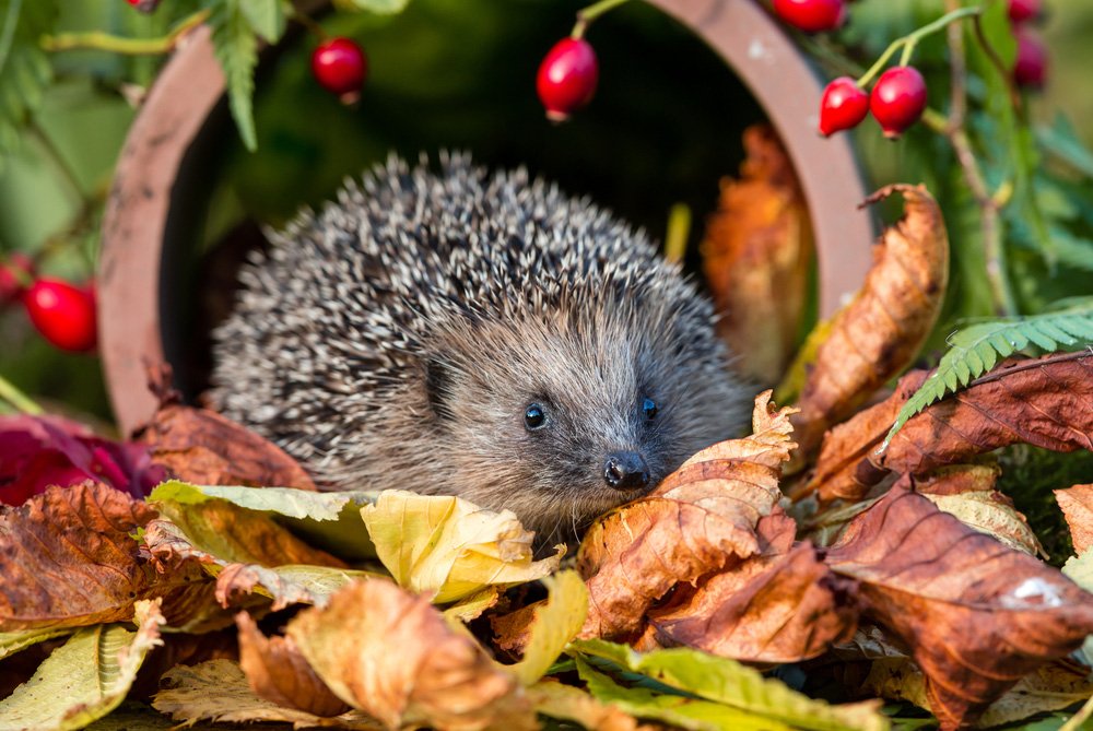 shutterstock_739215316