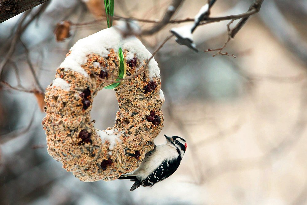 pták se krmí na semínkovém věnečku