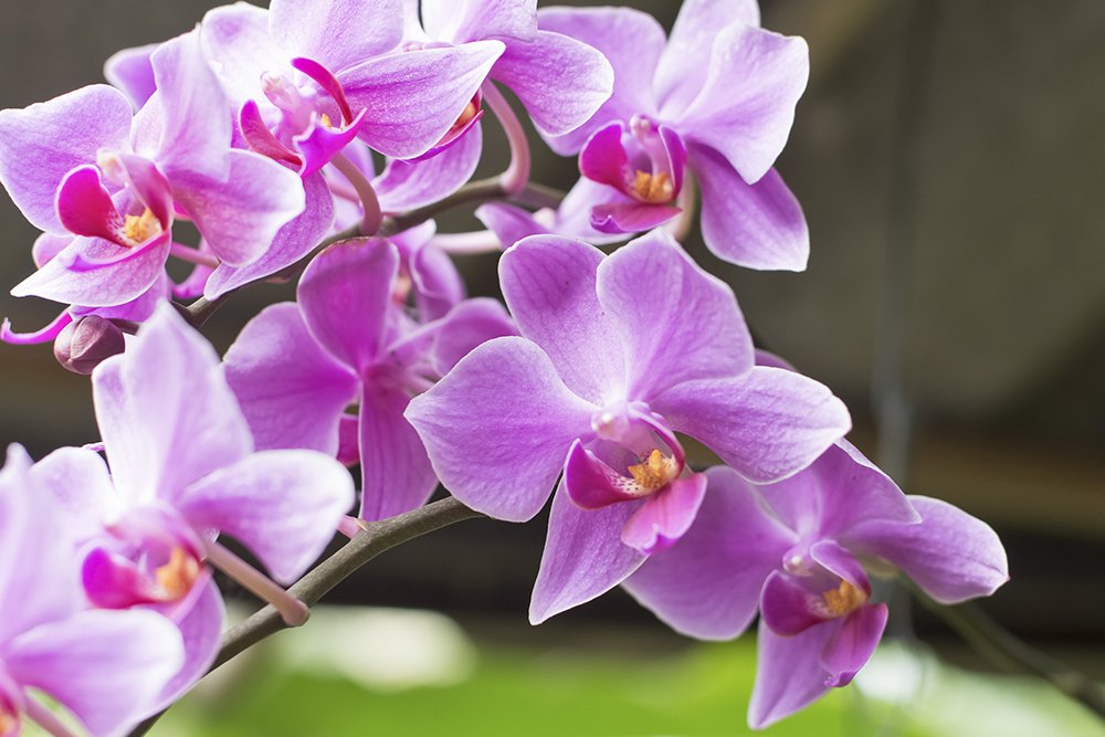 00_a_shutterstock_499489336