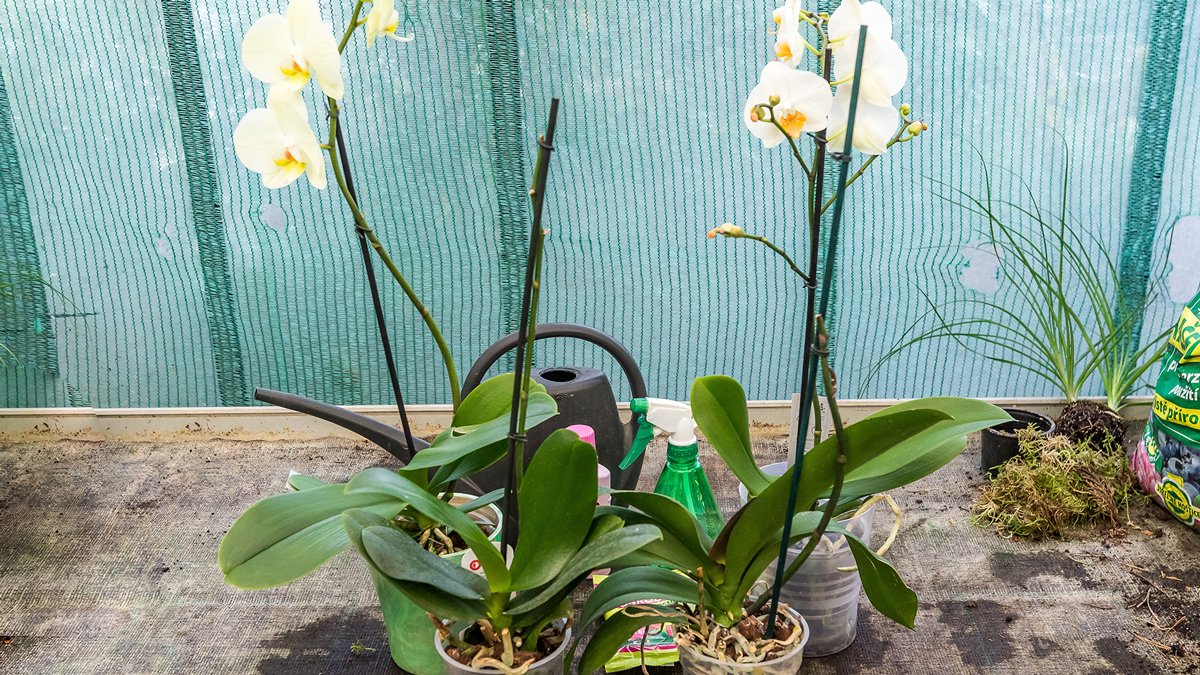 orchideje pěstování