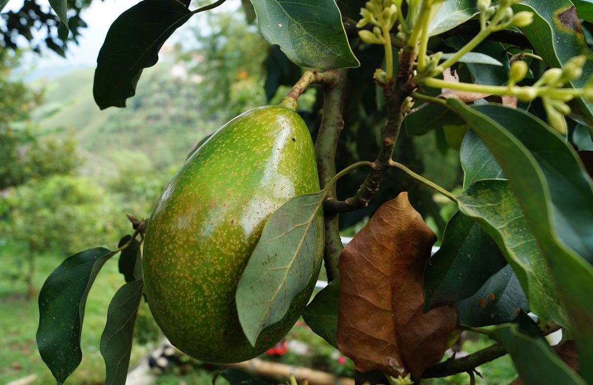 avocado-2192116_1280