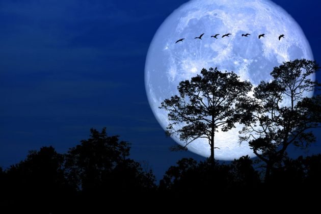 Lunární kalendář pro zahrádkáře – březen 2019