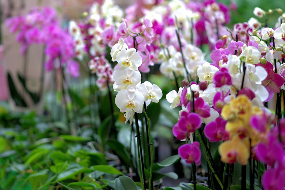orchid-3479539_1280