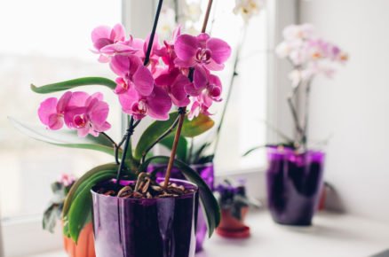 Jak se starat o orchideje aby vykvetli