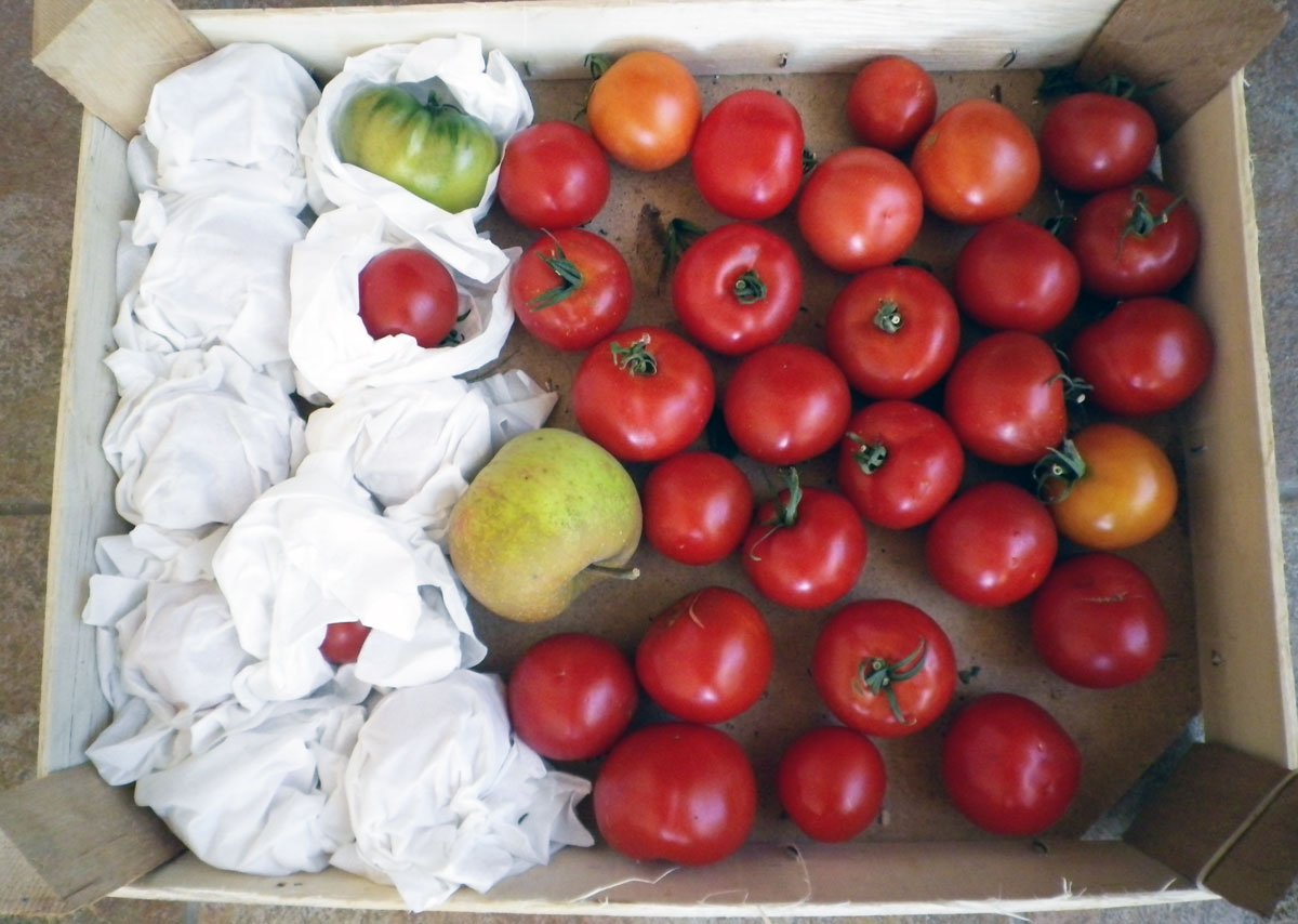 skladování zeleniny a ovoce