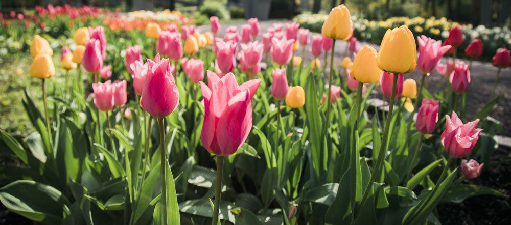 flora olomouc, smetanové sady, tulipány