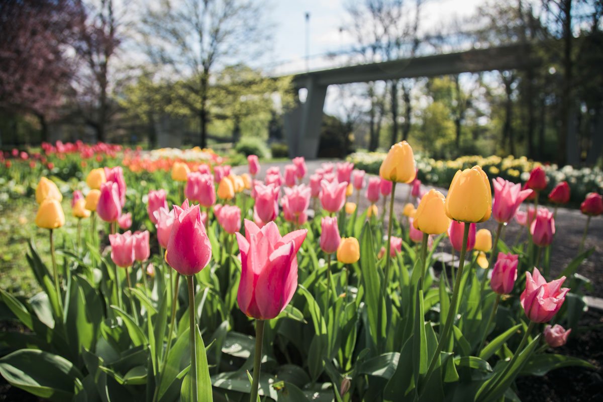flora olomouc, smetanové sady, tulipány