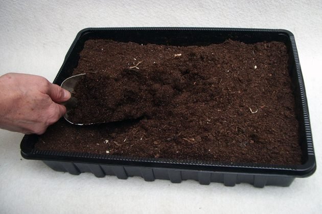 Předpěstování zeleniny a květin: Volba vhodného substrátu