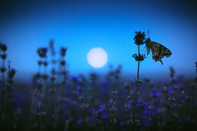 Lunární kalendář pro zahrádkáře – květen 2019