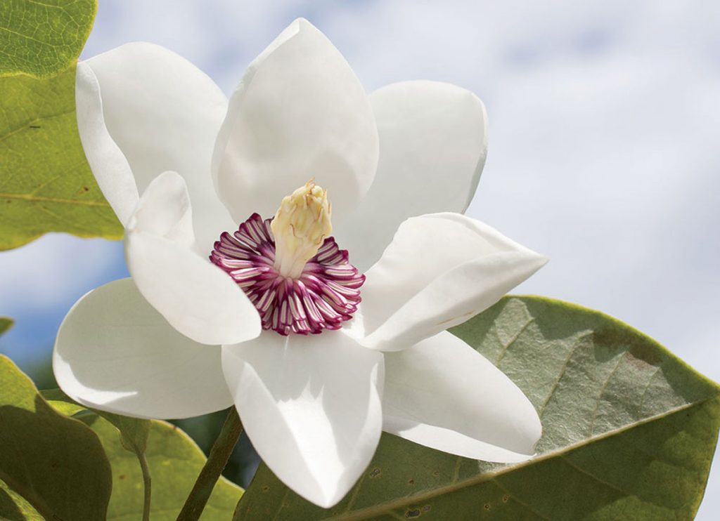 magnolie