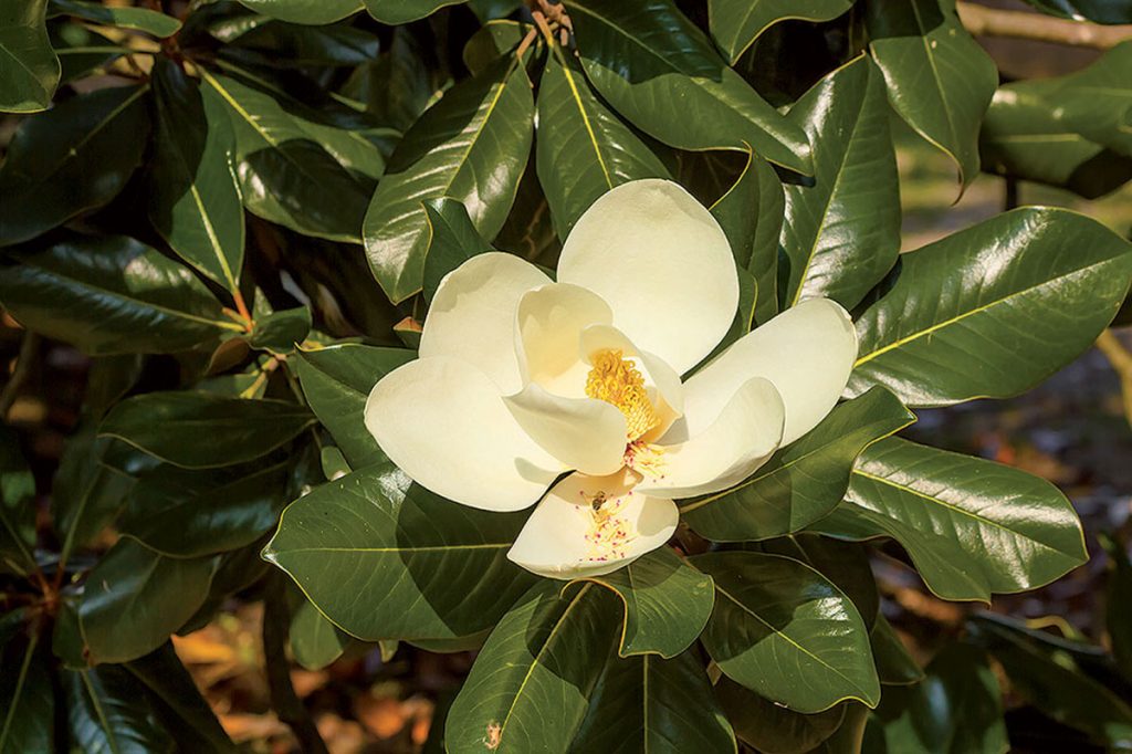 magnolie