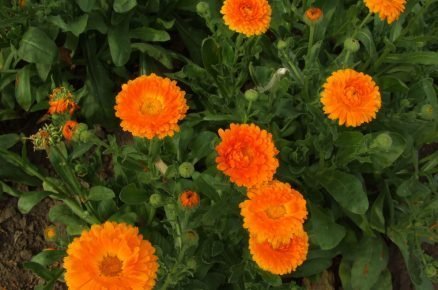 Měsíček lékařský (Calendula officinalis)