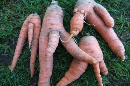větvení kořenů u mrkvy