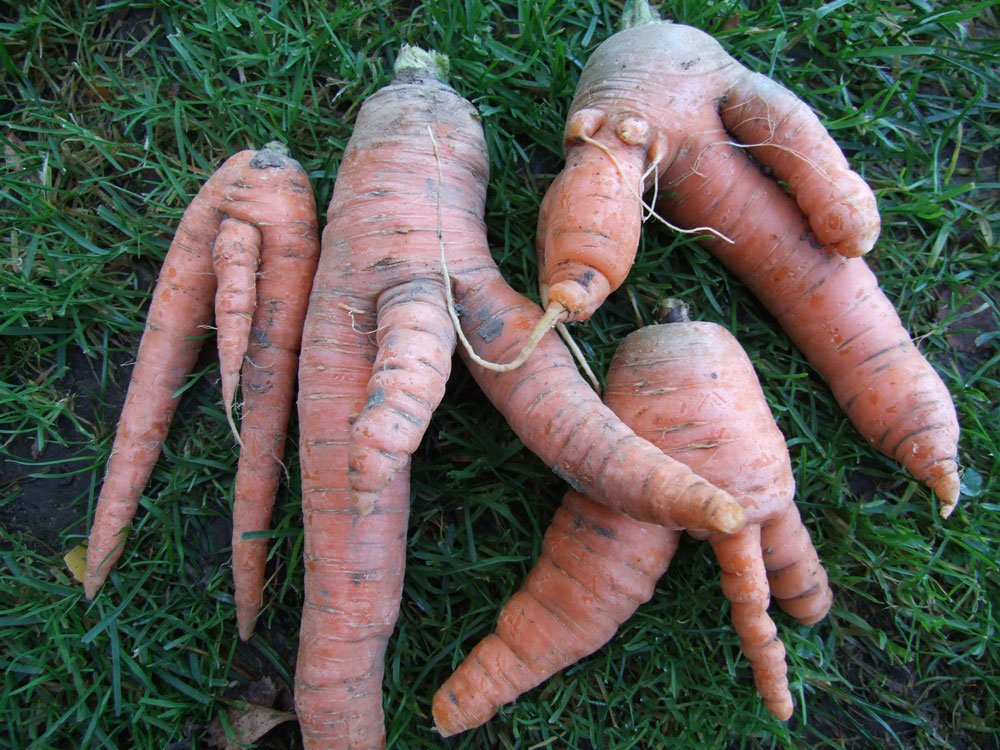 větvení kořenů u mrkvy