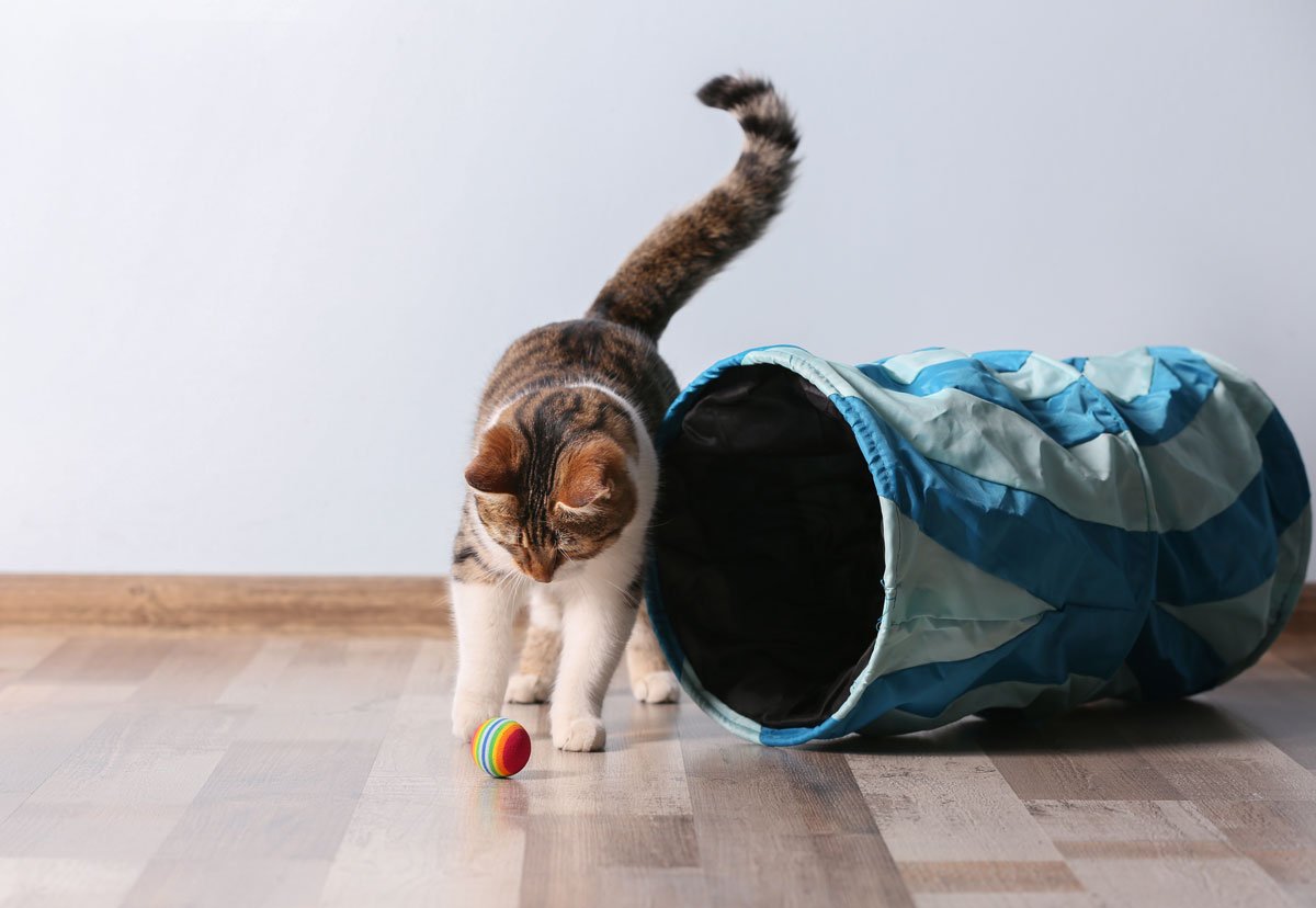 hrajíci se kočka vedle tunele