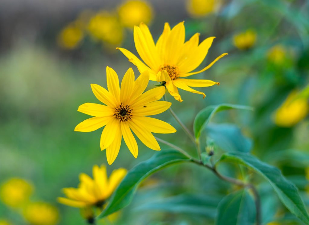 slunečnice kultivaru Helianthus maximiliani