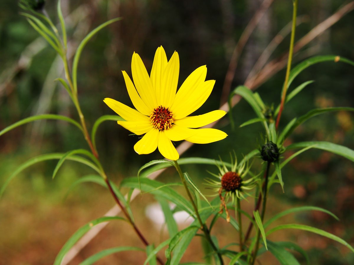 slunečnice kultivaru Helianthus salicifolius