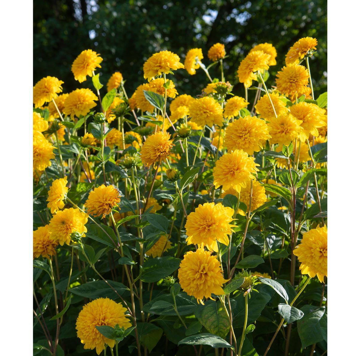 slunečnice kultivaru Helianthus decapetalus