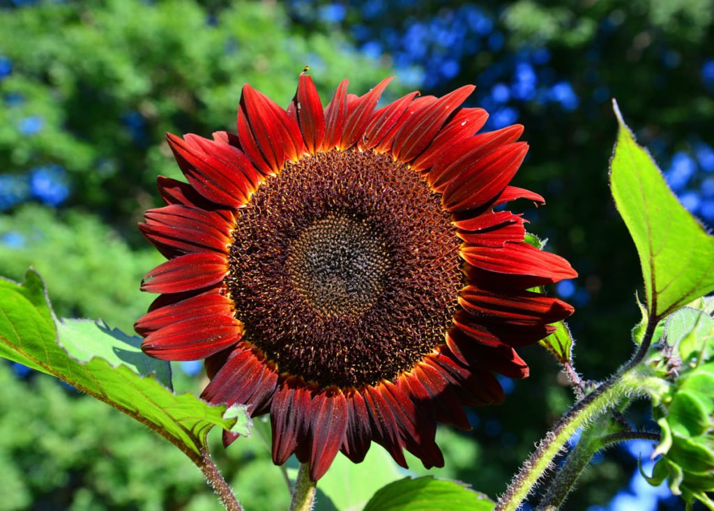 červená slunečnice Helianthus ´Red Prado´