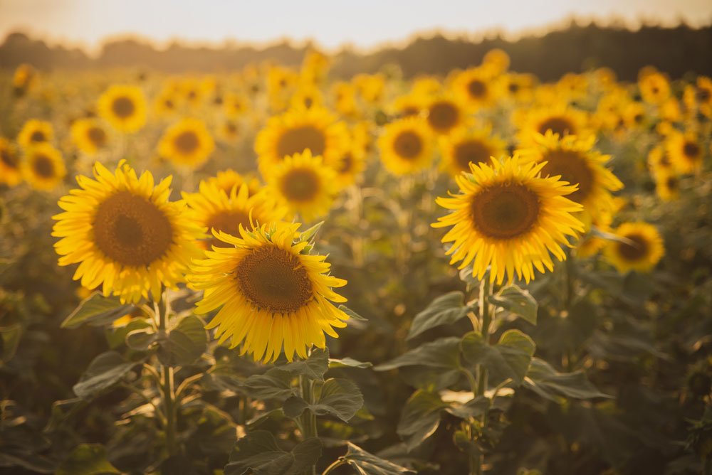 slunečnice Helianthus annuus na poli