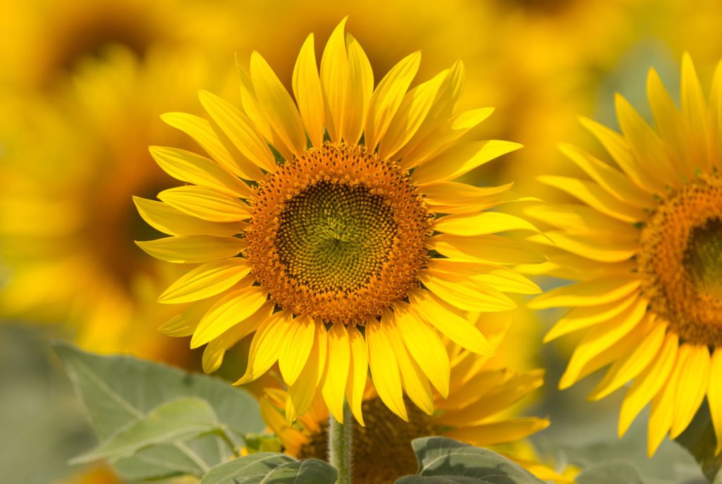 Helianthus annuus