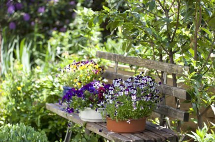 květiny v květináčích na lavičce v zahradě